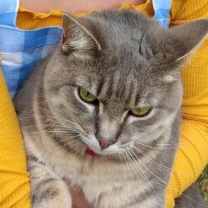 Meet your Posher, Venice